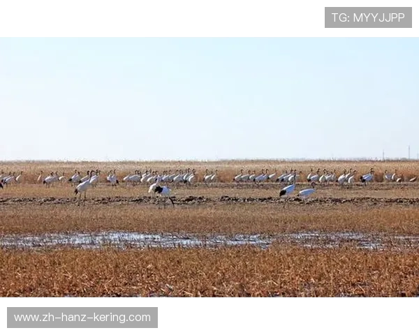 盐城大丰港战队勇夺全国冠军 展现团结拼搏精神与荣耀风采